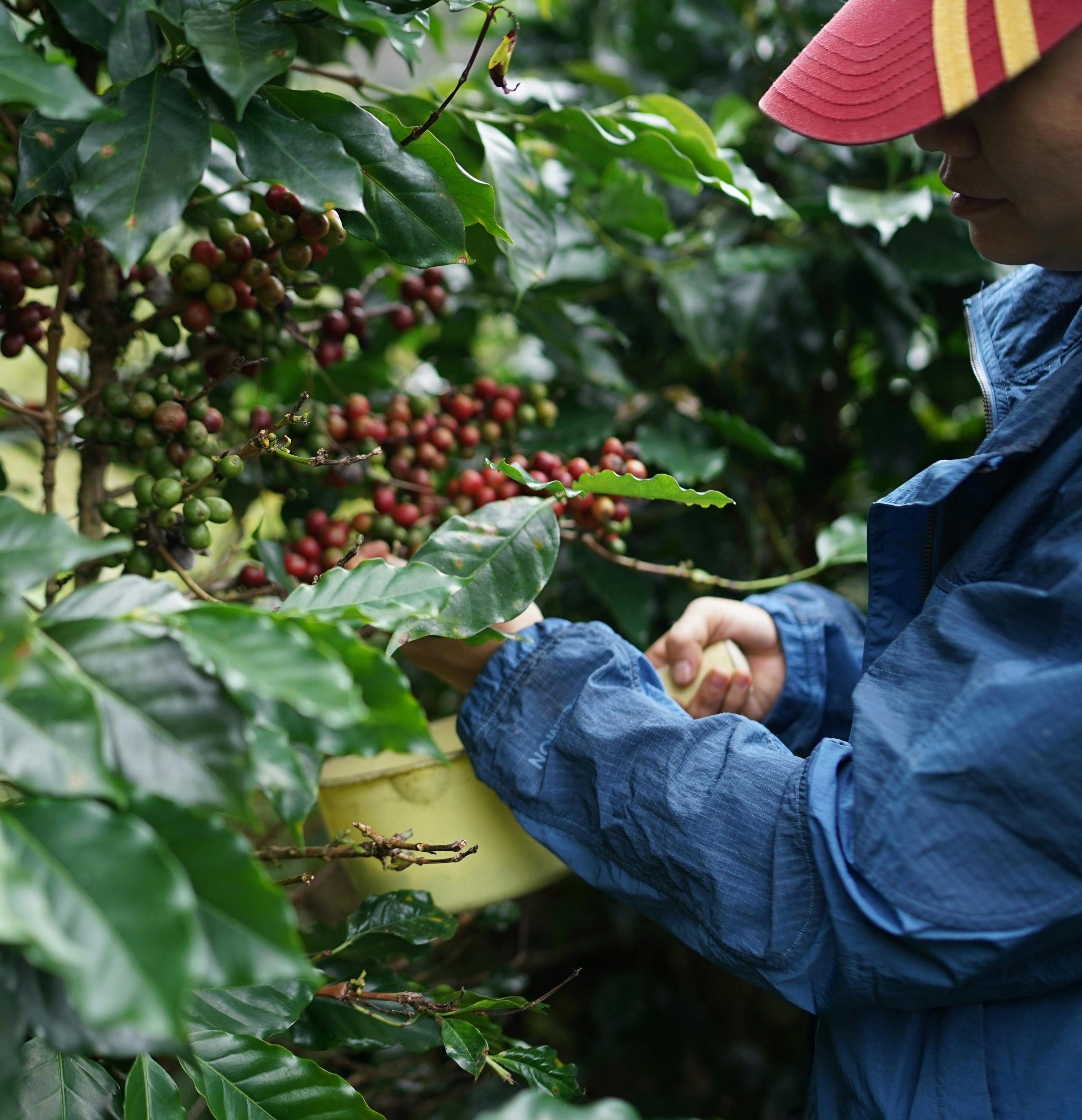 Thai coffee farmer wearing a blue jacket and red cap harvesting coffee cherries in his farm in Chiang Mai, Thailand