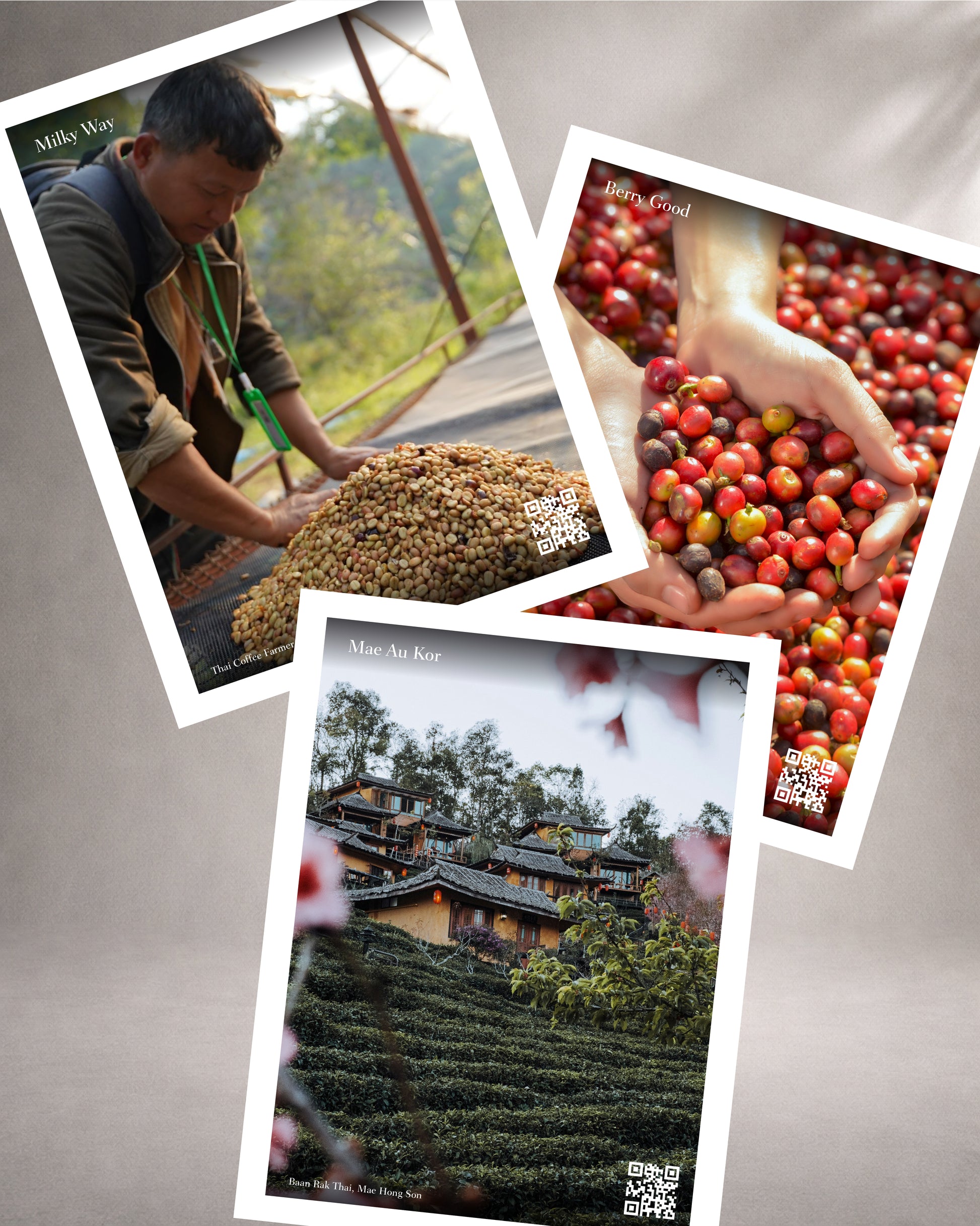 Collage of three images showing a person with coffee beans, coffee cherries, and a tea plantation.