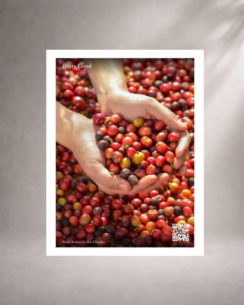 a card with a womans hand holding a bunch of red and ripe coffee cherries, with aa grey background