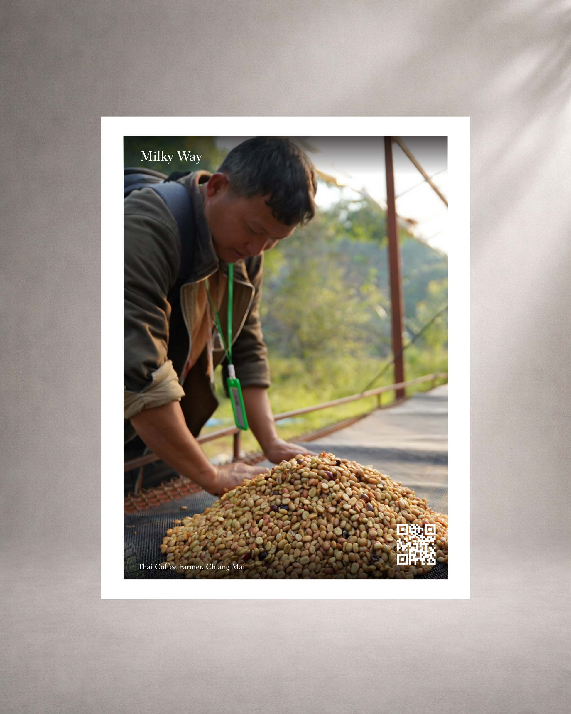 a card with a thai farmer harvesting a bunch of coffee cherries in a goden ground forested area, in a grey background