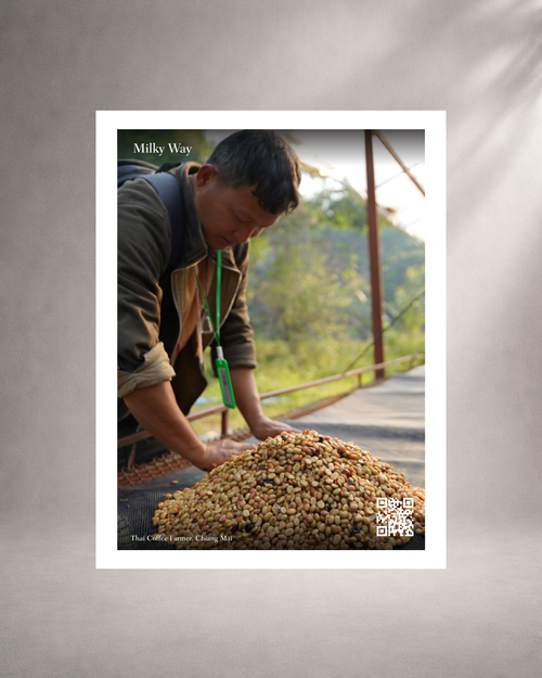 a card with a thai farmer harvesting a bunch of coffee cherries in a goden ground forested area, in a grey background